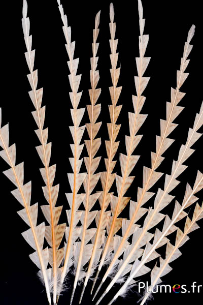 Faisan doré blanchi Fougère  - 50-60 cm - crème